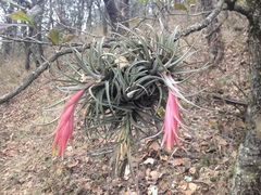 Tillandsia erubescens