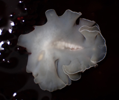Eurylepta californica