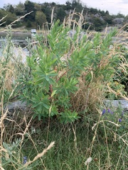 Euphorbia palustris