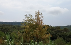 Quercus × cerrioides