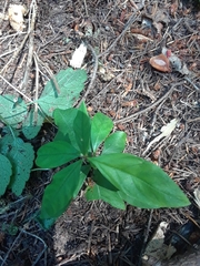 Lysimachia latifolia