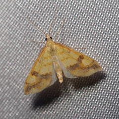 Choristostigma plumbosignalis
