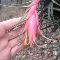 Tillandsia erubescens