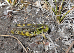 Melanoplus kennicottii