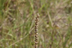 Aletris farinosa