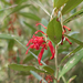 Grevillea victoriae victoriae - Photo (c) Wayne Martin, some rights reserved (CC BY-NC), uploaded by Wayne Martin