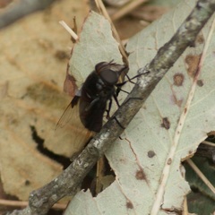 Copestylum violaceum