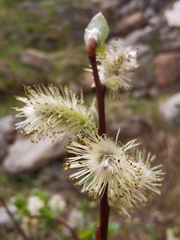 Salix foetida
