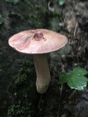 Tylopilus violatinctus