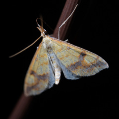 Choristostigma plumbosignalis