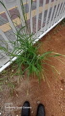 Rottboellia cochinchinensis