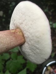 Tylopilus violatinctus