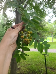 Sorbus aucuparia