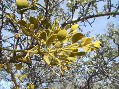 Phoradendron leucarpum tomentosum