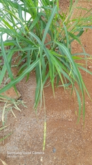 Rottboellia cochinchinensis