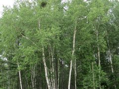 Betula platyphylla