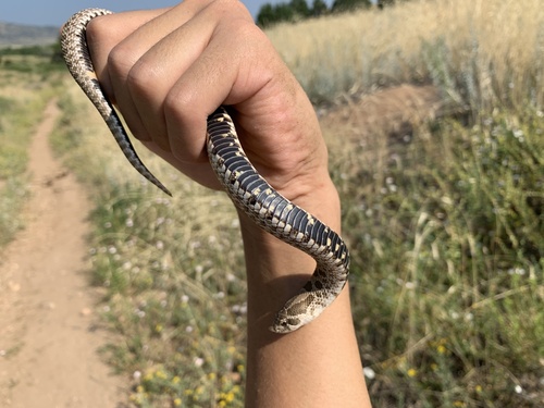 Plains Hognose Snake