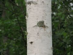 Betula platyphylla