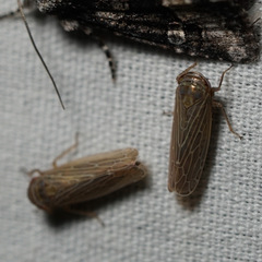 Paramesus major
