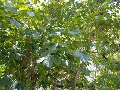 Gyrocarpus