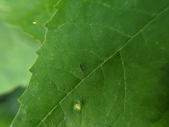 Synemosyna formica