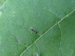 Synemosyna formica