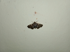 Piletocera