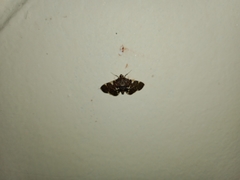 Piletocera
