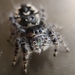 Boreal Tufted Jumping Spider - Photo (c) jumping_arachnids, some rights reserved (CC BY-NC), uploaded by jumping_arachnids