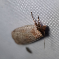 Protolampra rufipectus