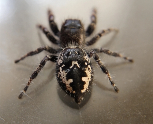 Boreal Tufted Jumping Spider