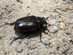 Osmoderma eremicola
