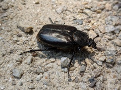 Osmoderma eremicola