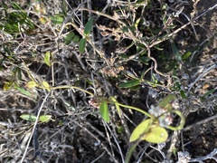 Astephanus triflorus