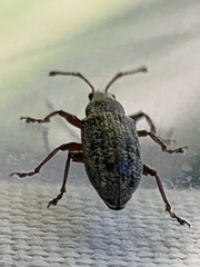 Phyllobius pyri