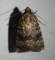 Amphipyra