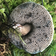 Porphyrellus sordidus