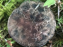 Porphyrellus sordidus