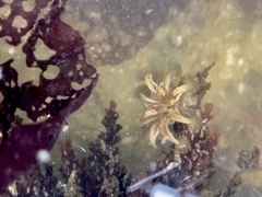 Haliclystus sanjuanensis