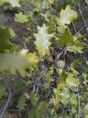 Quercus × ganderi