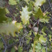 Quercus × chasei - Photo (c) kevinhintsa, osa oikeuksista pidätetään (CC BY-NC), lähettänyt kevinhintsa