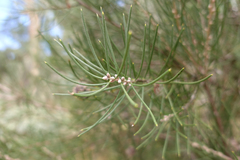 Hakea lissosperma