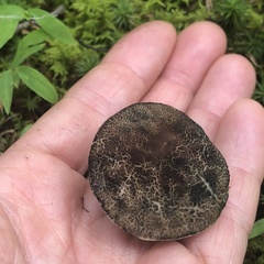 Porphyrellus sordidus