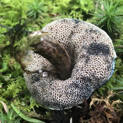 Porphyrellus sordidus