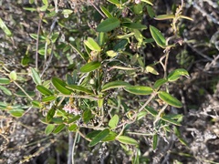 Astephanus triflorus
