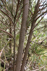 Hakea lissosperma