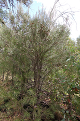 Hakea lissosperma
