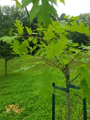 Quercus rubra