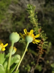 Euryops algoensis