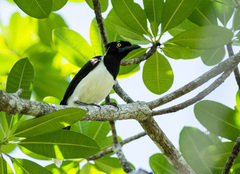 Cyanocorax cyanopogon